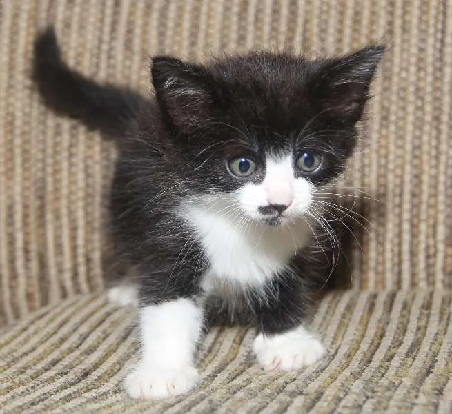 Gato ra a Gato idade Abaixo de 2 meses nome 4 filhotes