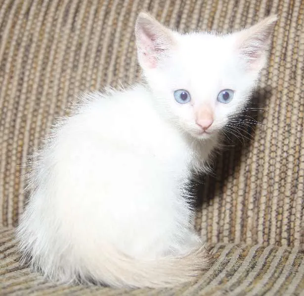 Gato ra a Gato idade Abaixo de 2 meses nome 4 filhotes