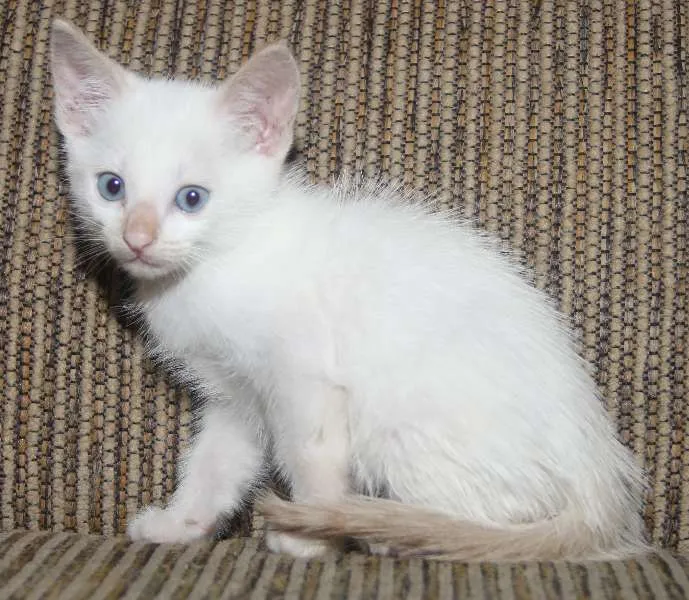 Gato ra a Gato idade Abaixo de 2 meses nome 4 filhotes