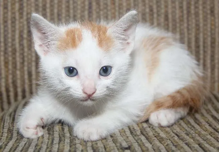 Gato ra a Gato idade Abaixo de 2 meses nome 4 filhotes