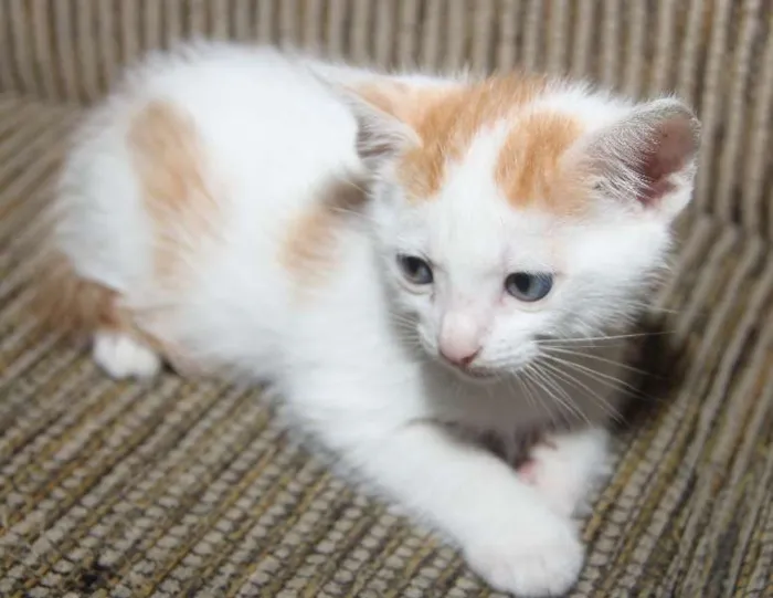 Gato ra a Gato idade Abaixo de 2 meses nome 4 filhotes