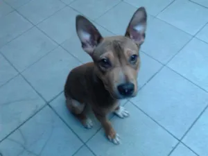 Cachorro raça SRD idade 1 ano nome JACK