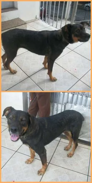 Cachorro raça SRD idade 4 anos nome BONECA