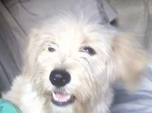 Cachorro ra a poodle idade 7 a 11 meses nome Scoobe