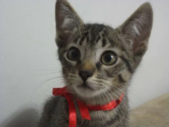 Gato ra a SRD idade 2 a 6 meses nome ANTONY
