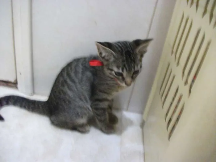 Gato ra a SRD idade 2 a 6 meses nome ANTONY