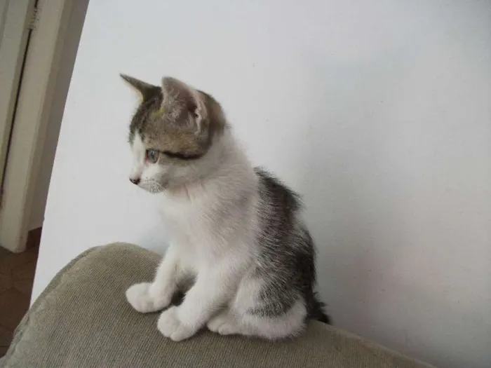 Gato ra a SRD idade 2 a 6 meses nome GERMANO