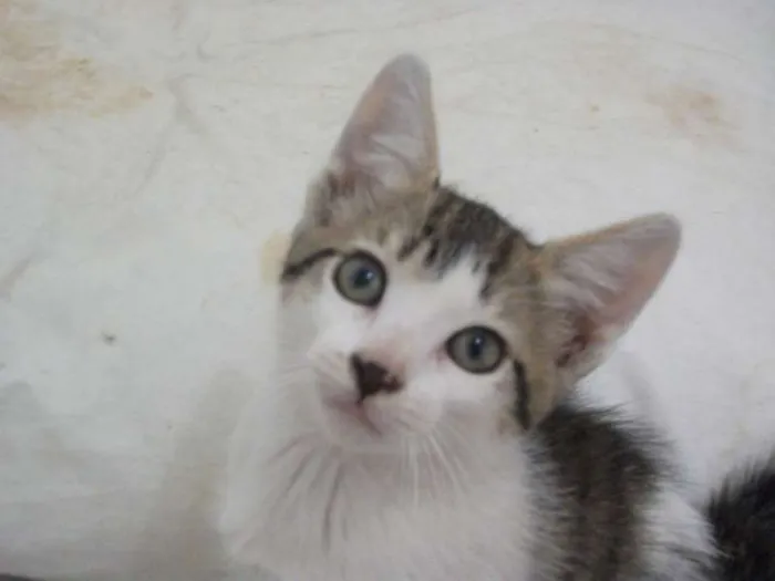 Gato ra a SRD idade 2 a 6 meses nome GERMANO