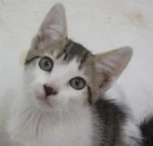 Gato raça SRD idade 2 a 6 meses nome GERMANO