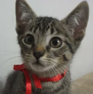 Gato raça SRD idade 2 a 6 meses nome ANTONY