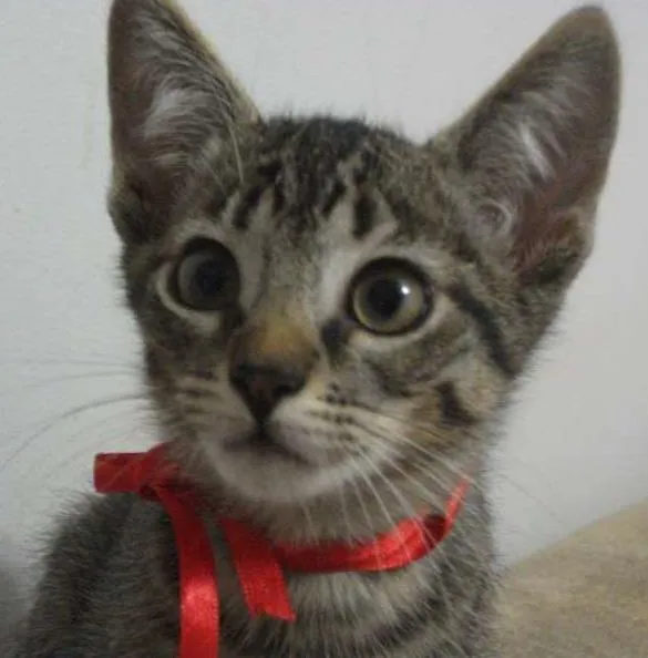 Gato ra a SRD idade 2 a 6 meses nome ANTONY