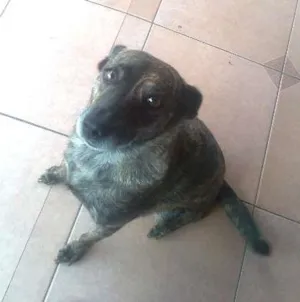 Cachorro raça Vira lata idade 6 ou mais anos nome Brenda