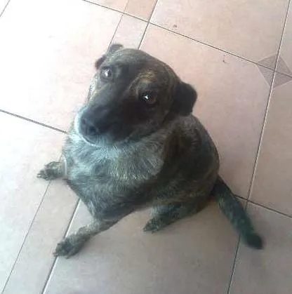 Cachorro ra a Vira lata idade 6 ou mais anos nome Brenda