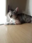 Cinzinha