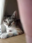 Cinzinha
