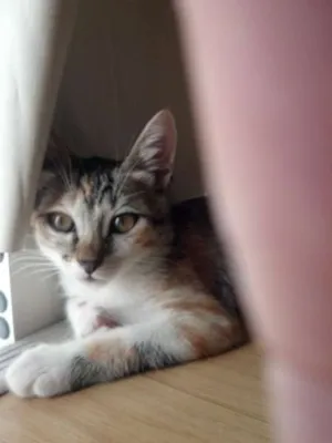 Gato raça vira lata idade 2 a 6 meses nome Cinzinha