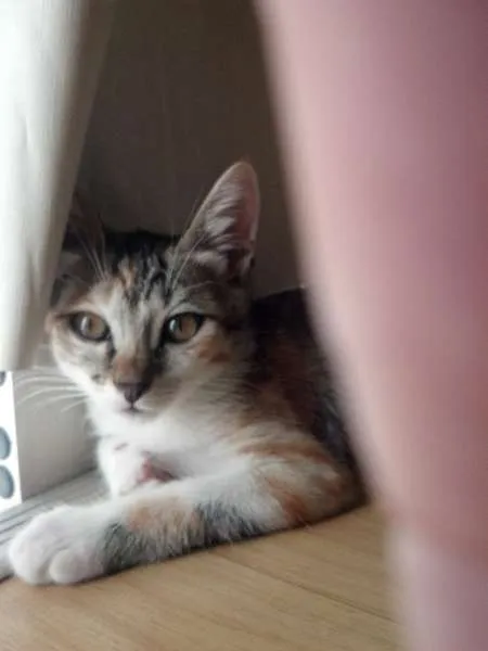 Gato ra a vira lata idade 2 a 6 meses nome Cinzinha