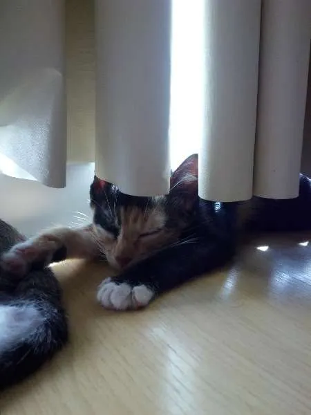 Gato ra a vira lata idade 2 a 6 meses nome Pretinha