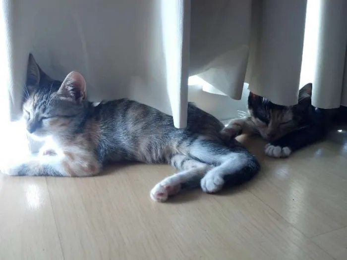Gato ra a vira lata idade 2 a 6 meses nome Pretinha