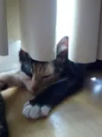 Pretinha