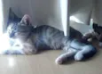 Pretinha