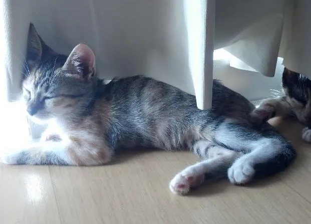 Gato ra a vira lata idade 2 a 6 meses nome Pretinha