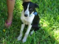 THOR EBELINHA