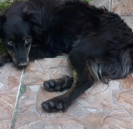 Cachorro ra a SRD idade 7 a 11 meses nome Fred
