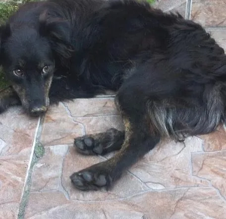 Cachorro ra a SRD idade 7 a 11 meses nome Fred