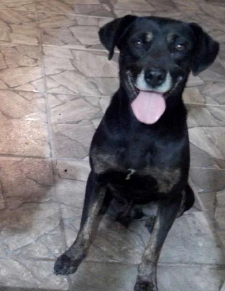 Cachorro ra a vira lata idade 5 anos nome Miler