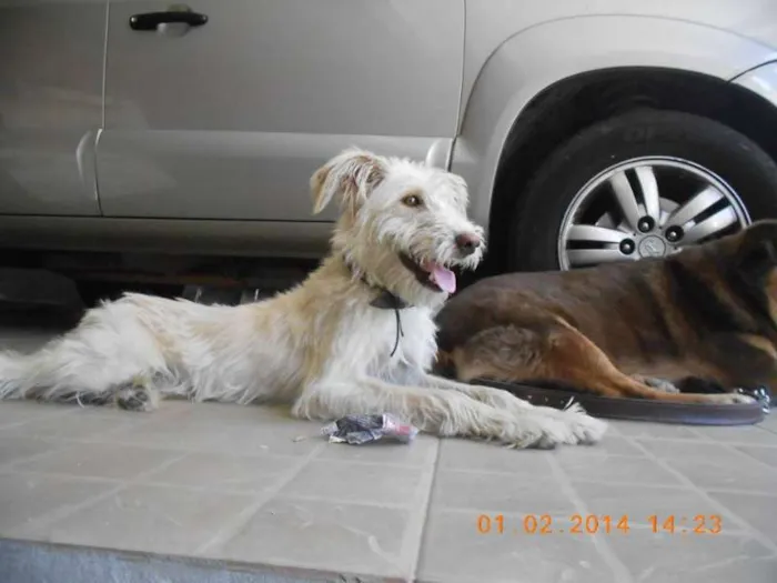 Cachorro ra a indefinida idade 1 ano nome Thor