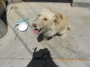 Cachorro raça indefinida idade 1 ano nome Thor