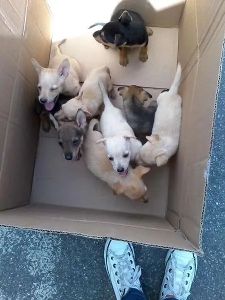 Cachorro ra a SRD idade 2 a 6 meses nome filhotes