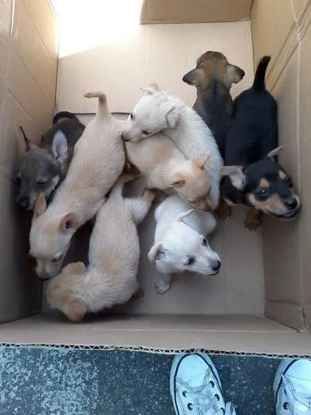 Cachorro ra a SRD idade 2 a 6 meses nome filhotes