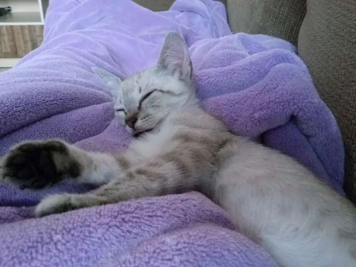 Gato ra a SRD idade 2 a 6 meses nome Pérola