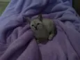 Pérola