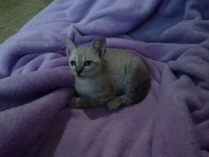 Gato ra a SRD idade 2 a 6 meses nome Pérola