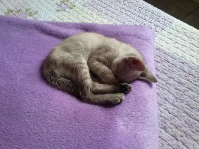 Gato ra a SRD idade 2 a 6 meses nome Pérola