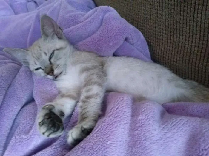 Gato ra a SRD idade 2 a 6 meses nome Pérola