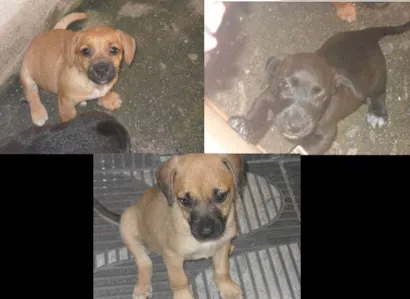 Cachorro raça não sei idade 2 a 6 meses nome Dourada, Rex, Leona