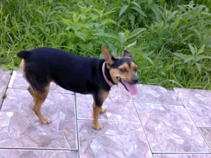 Cachorro raça SRD idade 2 anos nome Não sei