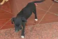 Cachorro raça SRD idade 2 a 6 meses nome Pingo