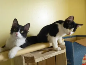 Gato raça não definido idade 7 a 11 meses nome Bruce & Clo (O gord