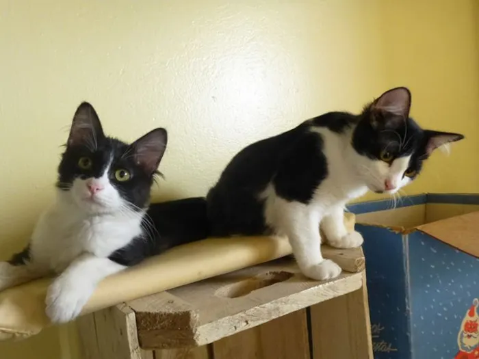 Gato ra a não definido idade 7 a 11 meses nome Bruce & Clo (O gord