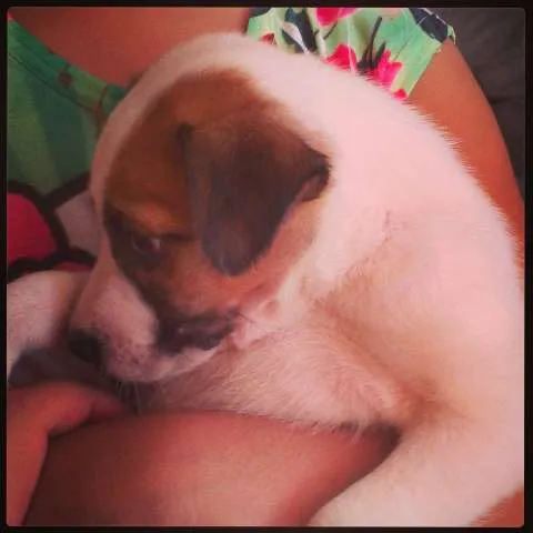 Cachorro ra a vira lata idade Abaixo de 2 meses nome Spike