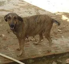 Cachorro ra a vira lata idade 3 anos nome futuros filhotes da