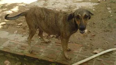 Cachorro ra a vira lata idade 3 anos nome futuros filhotes da