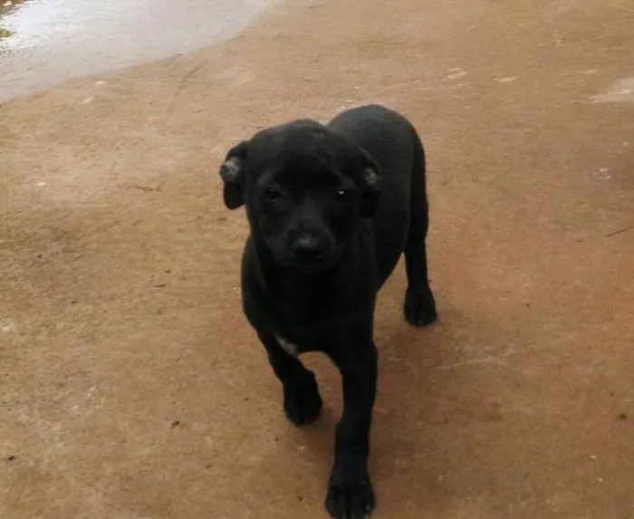 Cachorro ra a srd idade 2 a 6 meses nome jujuba