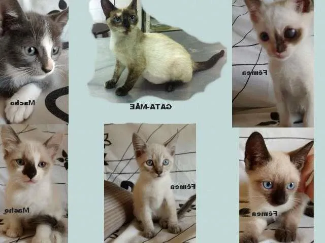 Gato ra a  idade Abaixo de 2 meses nome Gatos