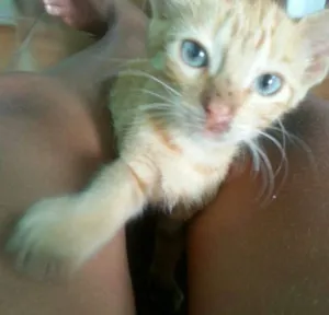 Gato raça  idade 2 a 6 meses nome Charlie 